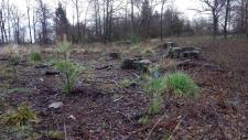 Schutz der Waldbestände: Trockenschäden machen Wiederbewaldung nötig