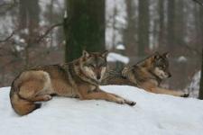 Führung zu Wildtieren im Winter am kommenden Sonntag, 3. Februar 2019