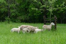 Zum Schafauftrieb auf die Streuobstwiese im Schimmerwald