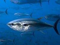 Tunfisch im Mittelmeer bis 2012 ausgestorben?