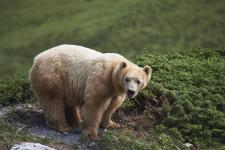 Der Bär ist los