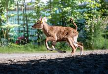 Bantengkälbchen im Kölner Zoo geboren