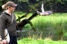 Greife und Eulen im Wildpark Eekholt! So., 18.03. bis So., 04.11.2012, täglich um 11:30, 14:00 und 16:00 Uhr