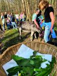 Kräuterwanderung mit Eseln des Praxis-Zentrums Göppingen