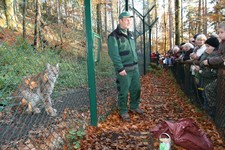 Nachschlag bei der Harzer Luchsfütterung - drei neue Termine angesetzt