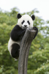 Pandabub Fu Hu feiert ersten Geburtstag