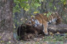 Goldener Herbst im Tierpark Hellabrunn