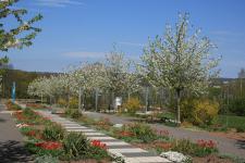 3. Sangerhäuser Pflanzenboulevard im Europa-Rosarium 27. und 28. April 2019