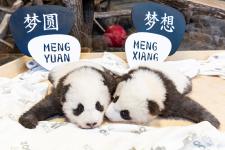 100 Tage doppeltes Panda-Glück