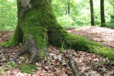 Wandern im Nationalpark mit Familie, für Gäste aus den Niederlanden und zu Fledermäusen in der 34. KW