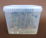Kartoffelsaatgut direkt aus der "Agrobox"-Dose