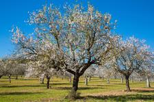 Mandelblüte auf Mallorca steht in den Startlöchern