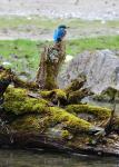 Schillernder Gast in Hellabrunn