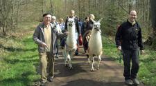 Mit den Lamas Pia und Pauline on tour