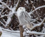 Hellabrunn in Eis und Schnee