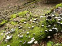 Warum ein unordentlicher Wald von Nutzen ist