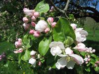 Das Remstal holt den Frühling auf den Teller