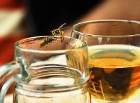 Wespen- und Bienenstiche