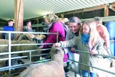 "Lammguck" am 23. März 2019