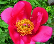 Gefüllte Blüten - hungrige Insekten
