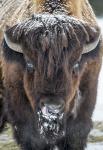 Winter-Wunderland Hellabrunn: Der Münchner Tierpark präsentiert sich ganz in Weiß