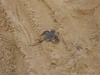 Neu bei Asienspezialist Geoplan: In Borneo/Malaysia am Schildkrötenschutzprogramm teilnehmen und mit den Turtle-Rangern Artenschutz hautnah miterleben.
