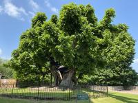 Linde auf Schloss Augustusburg wird 600 Jahre alt