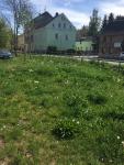 Werdaus erste Wildbienenfläche