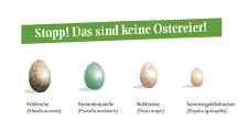 Finger weg: Nicht jedes Ei ist ein Oster-Ei