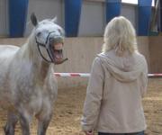 Business-Seminare mit Pferden als CoTrainer - der deutsche Personalentwickler horsesense - training & coaching eröffnet bei Basel einen neuen Trainingsstandort
