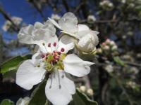 Dem Frühling entgegen fiebern