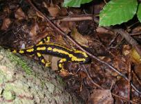 BfN-Hilfe für heimische Amphibien vor „Salamanderfresser-Pilz“