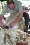Schafschur im Neunkircher Zoo