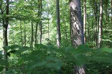Wanderungen im Nationalpark mit Familien, Waldmenschen, auf alten Pfaden und über Weide und Heide