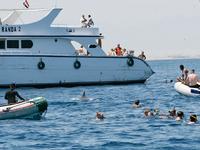 ITB Berlin: Delfinschützer warnen vor unkontrolliertem Schwimmen mit Delfinen