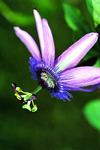 Gute Nacht: Besser Einschlafen mit der Passionsblume