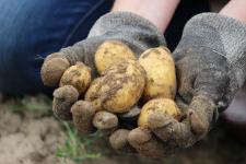 Regionaler Genuss: die Frühkartoffel