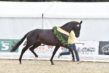 Ladies first - Hannovers Stuten begeistern