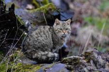 „Bike- und Naturerlebnispark“ Idarkopf bedroht Wildtiere und die Biologische Vielfalt!