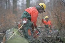 Laubholzernte im Solling