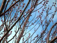 Erste rosa Mandelblüten auf dem Pfälzer Mandelpfad in der Region Maikammer