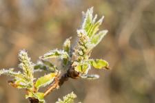 Warme Tage, eisige Nächte: Spätfrostgefahr