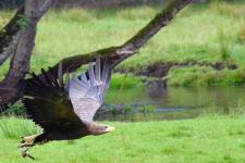"Faszination Seeadler" im Wildpark Eekholt / Sonntag, 18. September 2016, ab 11:00 Uhr