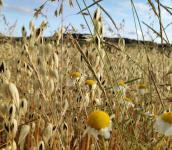 Laufzeit der Ökolandbau Modellregion Vogelsberg wird verlängert