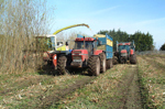 Cost-efficient and sustainable bioenergy through Short-Rotation Coppice