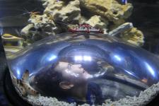 Bucht der Seesterne - Stars und Sternchen ziehen in das SEA LIFE Konstanz