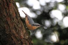 Den Vogelstimmen auf der Spur