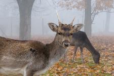 In den Winterferien mit den Tieren auf DU und DU: Damwildfütterung im Elbauenpark