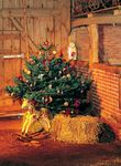 Tipps für den richtigen Weihnachtsbaum