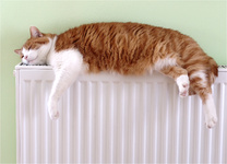 Die Bay-o-Pet® Winterkur für Haut und Fell